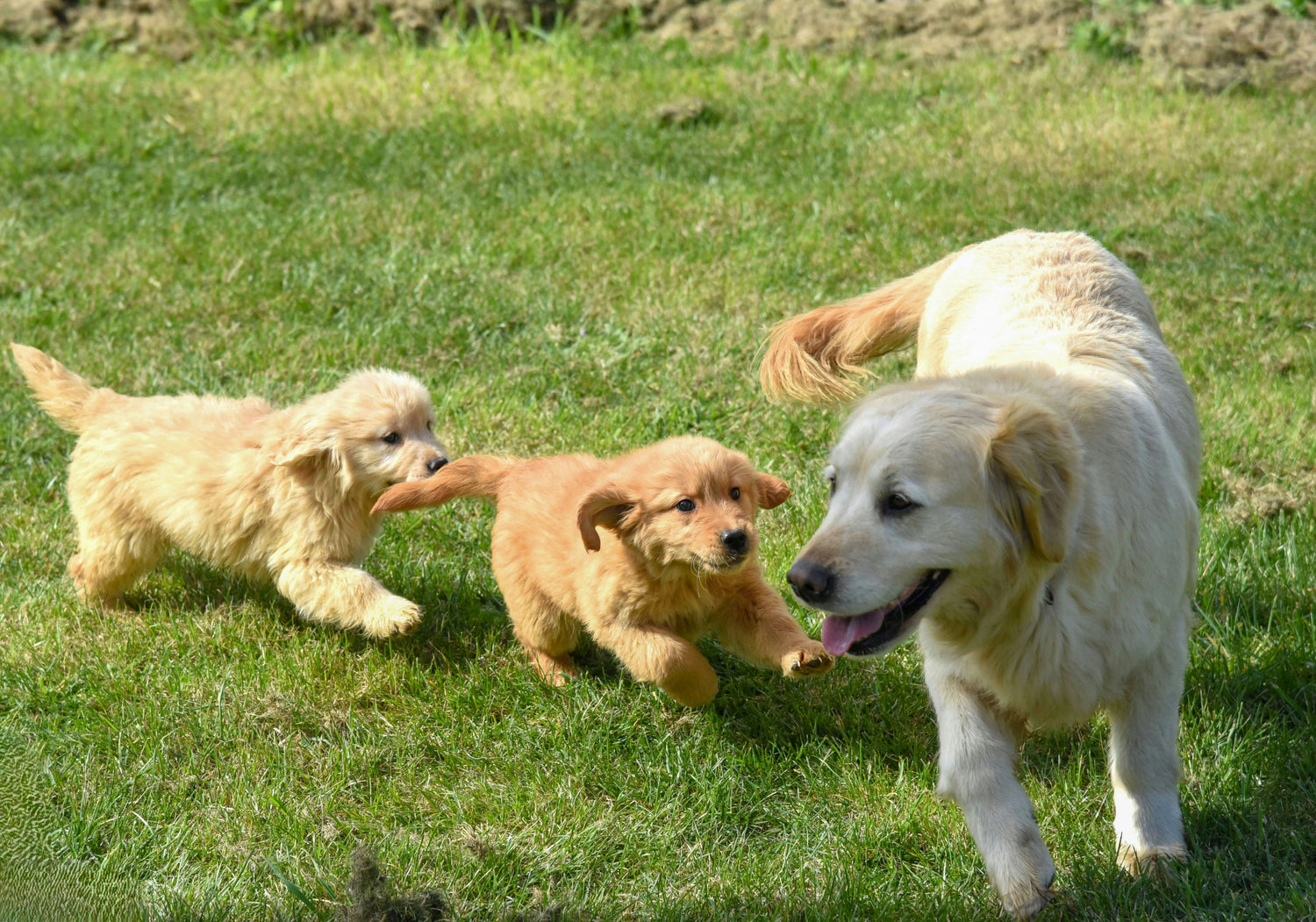 Grief Myth #2: Replace the Loss